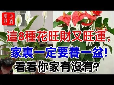 紅掌花風水|【紅掌花風水】紅掌花風水：擺放禁忌、最佳位置，讓你招財又旺。